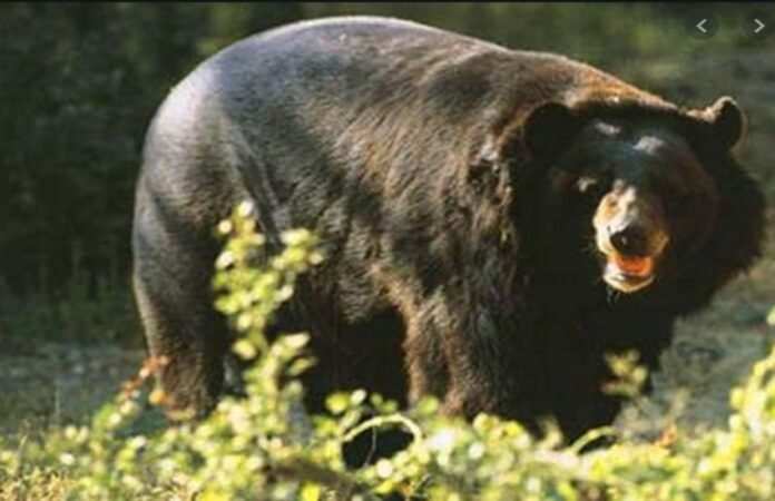 bear_cg